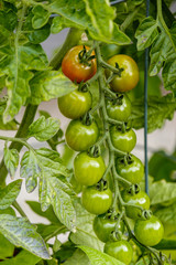 colourful cherry tomatoes on the vein in the garden.