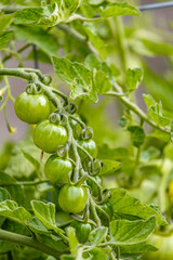 green cherry tomatoes hanging on the vein in the garden