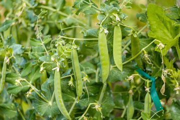 snow peas hanging on the branch in the garden.