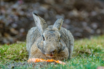fat grey rabbit with one ear down enjoying the carrot on the grassy ground