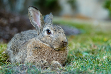 close up portrait of grey rabbit laying on the grass taking a rest