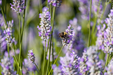 bee is pollinating on purple lavender flowers in the field under the sun