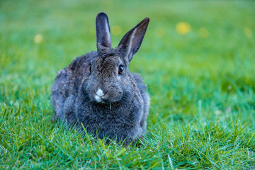 cute far grey rabbit having its dinner on the grass in the sahde
