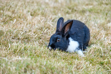 cute black rabbit with white chest eating on the grass field