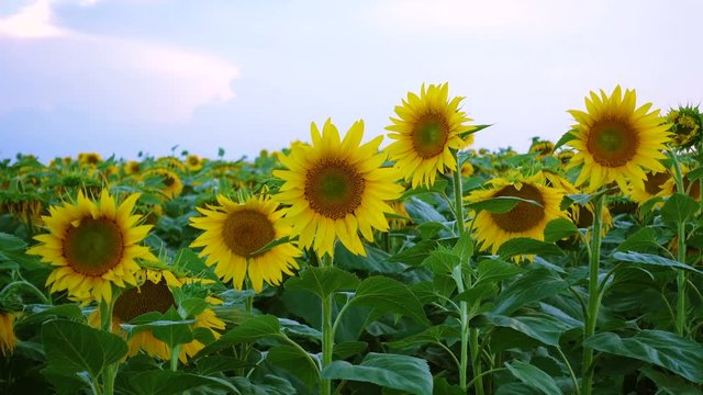 view of evening field with blooming sunflowers
