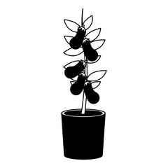 Eggplants plant in pot vector illustration graphic design