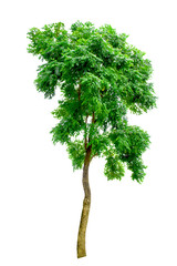 Tree on white background,clipping paths.