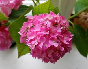 Fototapeta premium Flowers of a pink hydrangea summer bouquet