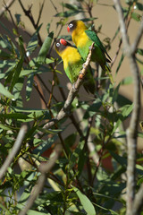 Lovebird Birds looking at each other sitting on a tree branch