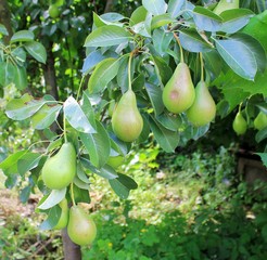 Summer pears on a tree in the garden