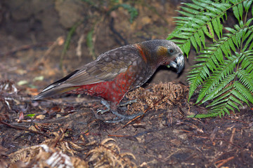 New Zealand kaka looking for food on native bush ground