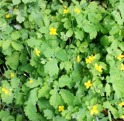 Medicinal plant celandine with yellow flowers