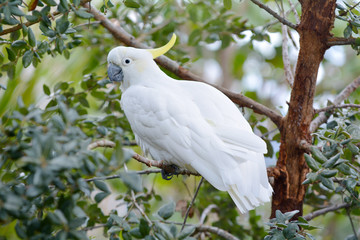 Sulphur-crested cockatoo sit on a tree branch