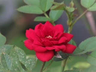 A rosa.