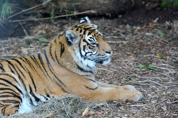 Face of a Sumatran tiger lying down on the ground