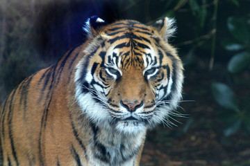 Fototapeta na wymiar Sumatran tiger face looking a the camera