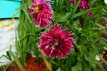 vibrant pink flowers