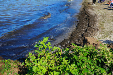 foliage by the lake