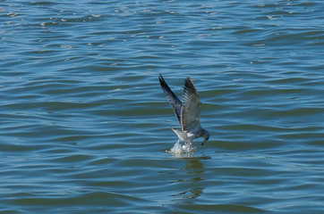 bird diving for lunch