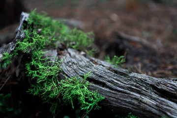 mossy log