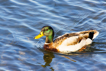 Adult domestic breeding male mallard duck swimming in the ocean by the Pacific Coast Highway, Southern California. Anas platyrhynchos.