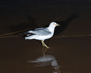 Gulls or seagulls, seabirds of the Laridae family in the suborder Lari, on the beach of  lake Michigan at sunrise.