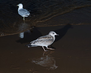 Gulls or seagulls, seabirds of the Laridae family in the suborder Lari, on the beach of  lake Michigan at sunrise.