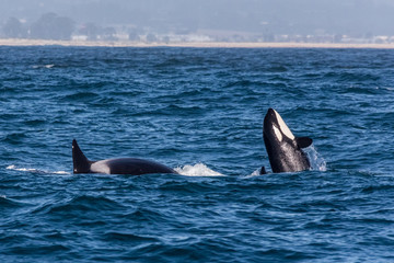 Obraz premium Orca Whale