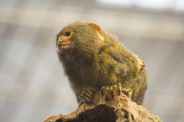 Pygmy marmoset (Callithris pygmaea).