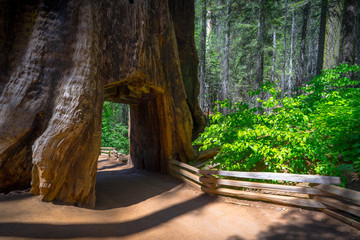 Giant Sequoia 