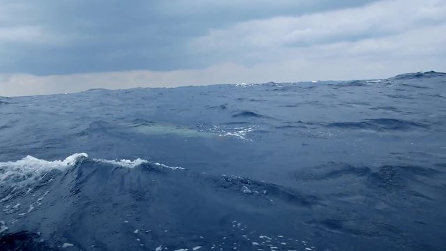 small whale having a look at the sailboat far off the atlantic coast of africa