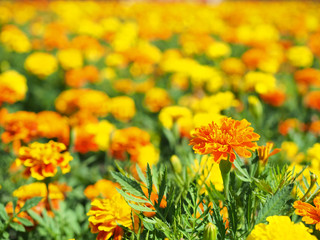 綺麗に咲いているマリーゴールド
