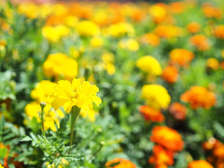綺麗に咲いているマリーゴールド