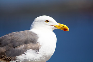 Close up of seagull at the ocean. Medium to large bird with a squawking call, long bill and webbed feet. Scavenger, coastal. 