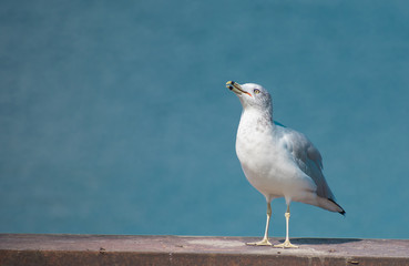 Seagull looking