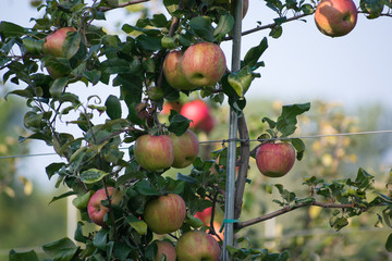 Apples on branches