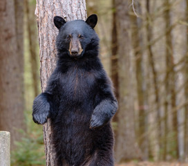 Standing Bear