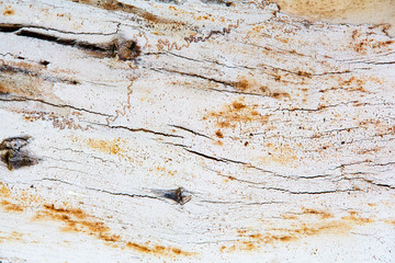 Eucalyptus peeling and cracked tree bark with repeating pattern. Texture background