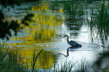 Blue heron fishing in the water