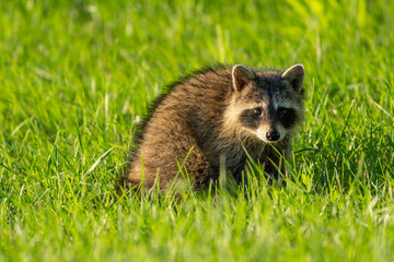 Baby raccoon in the grass. 