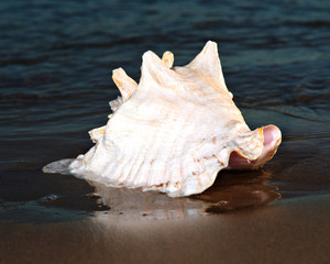 Large pink queen conch seashell on wet sand near the water on the beach at sunrise.