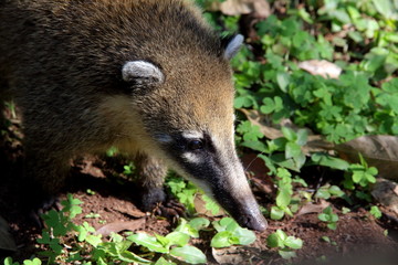 Close-up nasua in its natural habitat with a green background