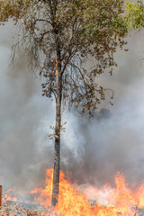 Firefighters Fighting Wildfire California