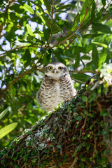 Brazilian Owl 