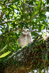 Brazilian Owl 