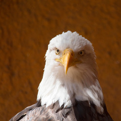 Obraz premium American Bald Eagle