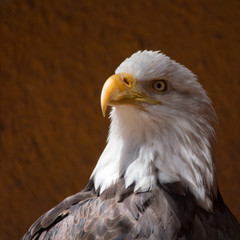 Obraz premium American Bald Eagle