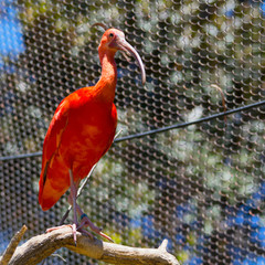 Close up scarlet ibis perched in a tree in captivity Eudocimus ruber