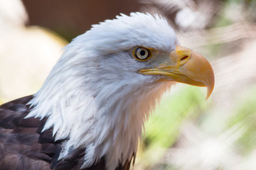 Bald Eagle Haliaeetus leucocephalus. Brown with white head. Bird of prey found in North America. Swoops down and snatches fish from water with its talons. Builds largest nest of any North American bir