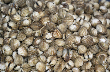 shell texture background